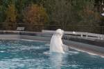 Beluga (Delphinapterus leucas) im Gesprch mit einer Heringsmwe.