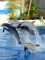 Die Delfin-Show im Zoo Madrid.