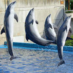 Die Delfin-Show im Zoo Madrid.