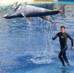 Die Delfin-Show im Zoo Madrid.