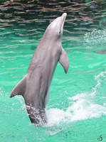 Ein Delfin reitet auf seiner Flosse im Zoo Duisburg.
