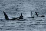 Eine Gruppe Orcas bei der Heringjagd im Kvalsund, 09.11.2015