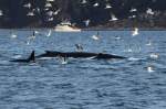 Ein Orca taucht vor zwei Buckelwalen im Kaldfjorden; 07.11.2015