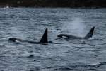 Zwei Orcas im Kvalsund; 09.11.2015