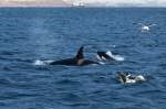 Orcas im Kaldfjorden; 07.11.2105