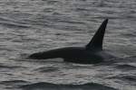 Ein groer Orcabulle im Vestfjorden.