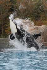 Springender Orca (Orcinus orca) am 3.10.2010 im Marineland in Niagara Falls,ON.