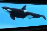 Großer Schwertwal (Orcinus orca) am 3.10.2010 im Marineland in Niagara Falls,ON.