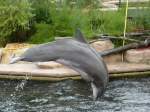 Ein Delfin springt hier whrend der Wassershow im Nrnberger Tierpark in die Luft, 29.07.2013.