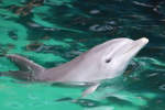 Ein Delfin im Zoo Duisburg.