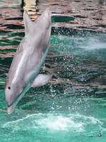 Ein  fliegender  Delfin im Zoo Duisburg.