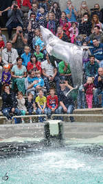 Ein Delfin whrend einer Vorfhrung im Zoo Duisburg.