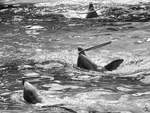 Delfine whrend einer Vorfhrung im Zoo Duisburg.