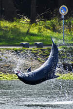 Delfin  Delle  macht im Gegenlicht einen beeindruckenden Salto.