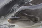 Groer Tmmler (Tursiops truncatus) am 3.10.2010 im Marineland in Niagara Falls,ON.