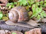 Weinbergschnecke (Helix pomatia) gleitet auf einem alten Stock entlang; 120506