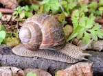 Weinbergschnecke (Helix pomatia) gleitet auf einem alten Stock entlang; 120506