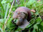 Weinbergschnecke (Helix pomatia) verschlingt ein grnes Blatt; 120706