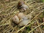 Weinbergschnecke (Helix pomatia).Gesehen in der freien Natur im Randbereich der Stadt Brakel.