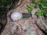 Schnecke auf einem Stein am 06.06.2013