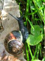 Schwarze (Weinberg)Schnecke zieht ihr Huschen ber die Taubenetzte Wiese;070401