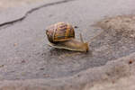 Schnecke einsam und verhltnismig schnell auf feuchtem Weg unterwegs am 24.07.2021.