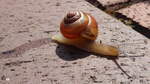 Eine Weinbergschnecke (Helix pomatia) auf ihrem Weg ber Pflastersteine zum rettenden Grn.