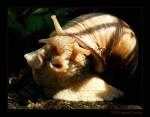 Weinbergschnecke (Helix pomatia) - Fotografiert im Botanischen Garten Duisburg