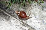 Schnecke, leider keine Art bekannt, am 15.Mai 2007 vor meinem Guesthouse in Patong/Thailand gesehen.