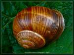 Weinbergschnecke