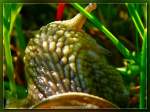 Weinbergschnecke im Gras