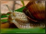 Weinbergschnecke