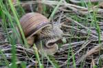 Weinbergschnecke (Helix pomatia) am 28.4.2010 bei Groheringen.