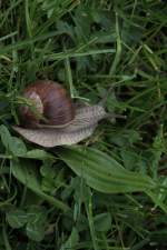 Weinbergschnecke (Helix pomatia) am 1.5.2010 in Bad Ksen.