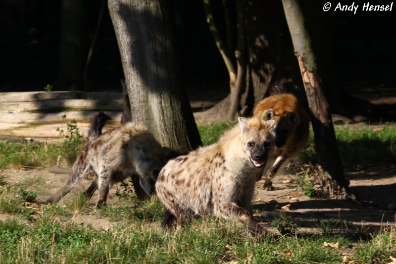 Tpfelhynen sind aktive Jger, die zwischen 60 % und 95 % ihrer Beute selbst erlegen. Z.B. Gnus, Gazellen, Antilopen und Zebras stehen ganz oben auf der Speisekarte.