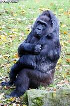 Flachland-Gorilla.