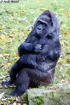 Flachland-Gorilla.