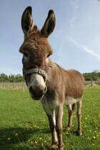 Hausesel am 5.5.2010 in Kaatschen.