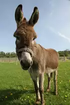 Hausesel am 5.5.2010 in Kaatschen.