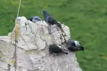 Stra�entauben auf der Ruine der Rudelsburg. Bad K�sen 1.5.2010.