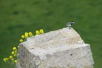 Bachstelze (Motacilla alba) mit Blick von der Rudelsburg auf die Saale. Bad Ksen 1.5.2010.