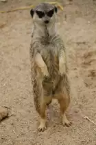 Cooles Erdm�nnchen (Suricata suricatta) am 2.5.2010 im Freizeitpark Memleben.