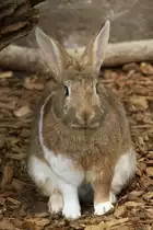Kaninchen am 2.5.2010 im Freizeitpark Memleben.