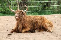 Schottische Hochlandrind am 2.5.2010 im Freizeitpark Memleben.