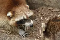 Waschb�ren (Procyon lotor) beim Streit. Freizeitpark Memleben am 2.5.2010.