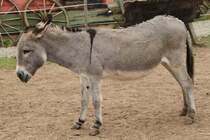 Zwergesel am 2.5.2010 im Freizeitpark Memleben.