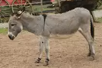 Zwergesel am 2.5.2010 im Freizeitpark Memleben.