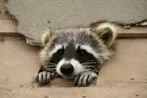 Waschb�r (Procyon lotor) am 2.5.2010 im Freizeitpark Memleben.