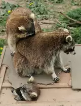 Nirgendwo hat man seine Ruhe! Waschb�ren (Procyon lotor) am 2.5.2010 im Freizeitpark Memleben.