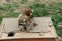 Waschb�ren (Procyon lotor) am 2.5.2010 im Freizeitpark Memleben.